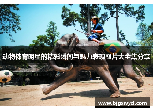 动物体育明星的精彩瞬间与魅力表现图片大全集分享 动物体育明星的精彩瞬间与魅力表现图片大全集分享